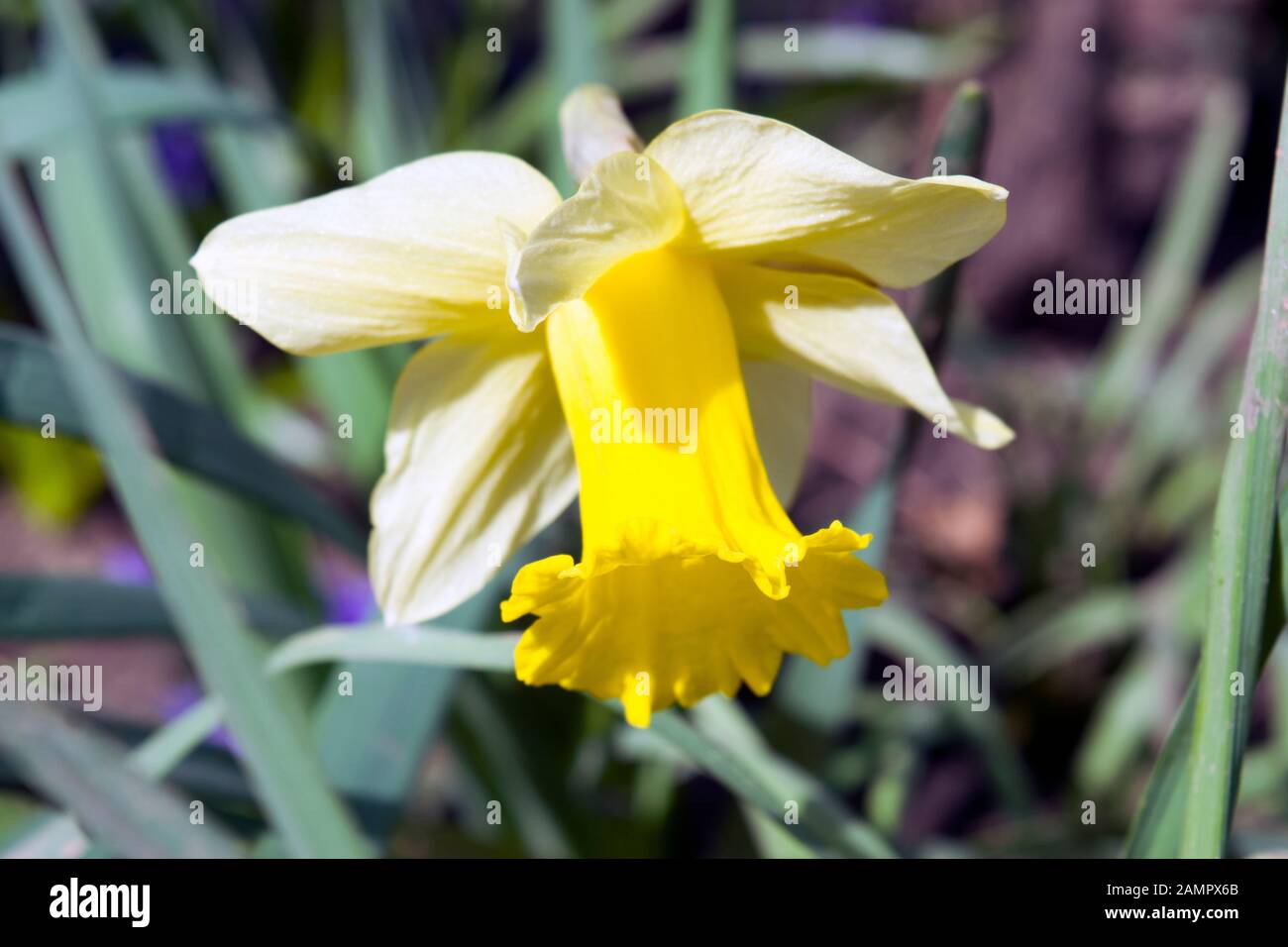 A daffodil photographed from above, in natural sunny daylight. Its cheerful yellow head like a trumpet  marks the beginning of spring. Stock Photo