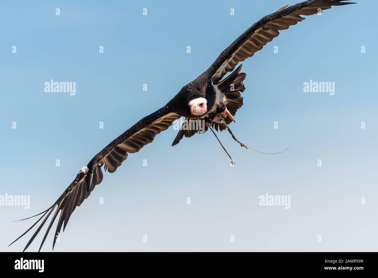 Close up of an African hooded vulture (necrosyrtes monachus) flying in ...