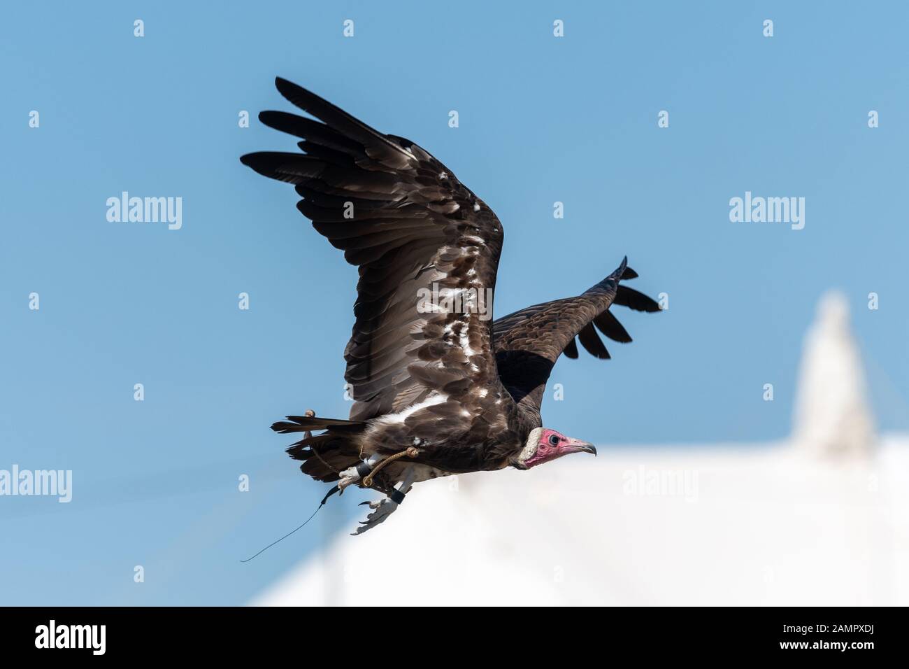 Trained vulture hi-res stock photography and images - Alamy