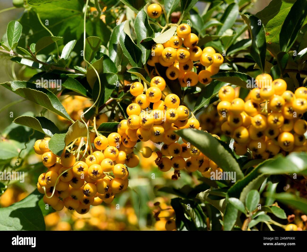 Feuerdorn, Pyracantha coccinea,  ist eine wildwachsende  Heilpflanze mit gelben oder roten Fruechten. Firethorn, Pyracantha coccinea, is a wild medici Stock Photo