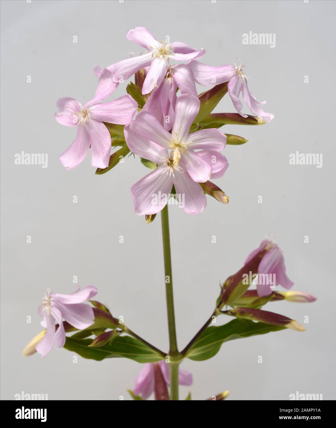 Seifenkraut, Saponaria caespitosa, ist eine wichtige Heil- und Medizinalpflanze und mit weissen Blueten. Soapwort, Saponaria caespitosa, is an importa Stock Photo