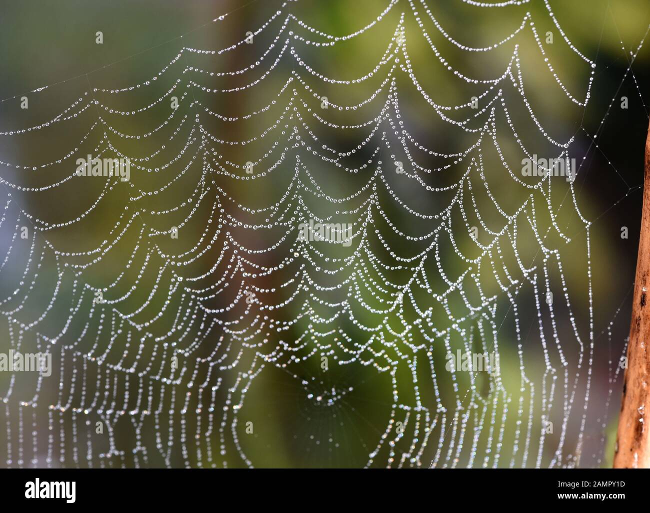 Spinnwebe im Gegenlicht  mit Wassertroepfchen auf den Faeden. Cobwebs in the back light with water droplets on the threads. Stock Photo