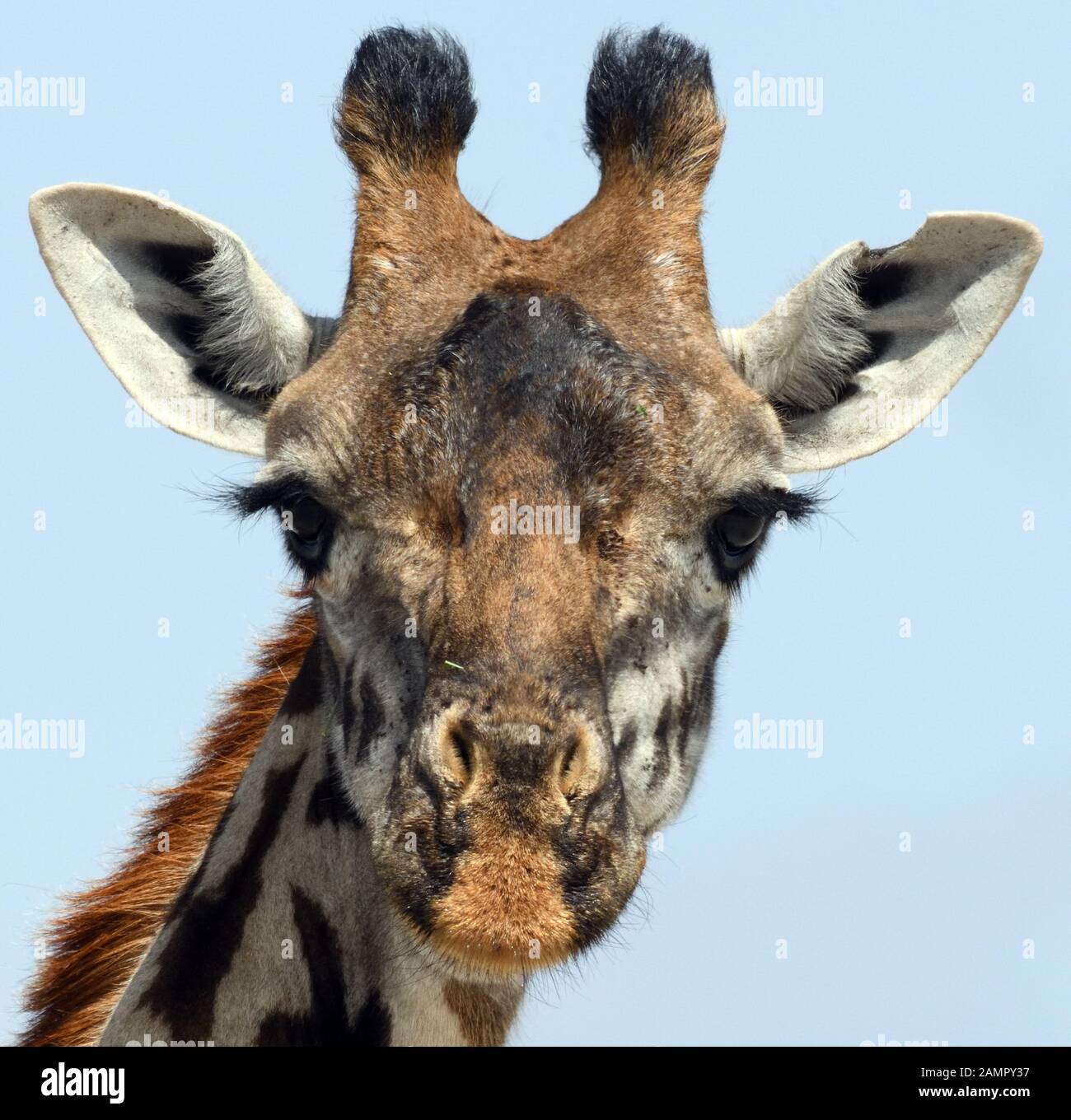 Close-up portrait of a female Masai giraffe (Giraffa camelopardalis tippelskirchii). Sinya Wildlife Management Area, Tanzania. Stock Photo