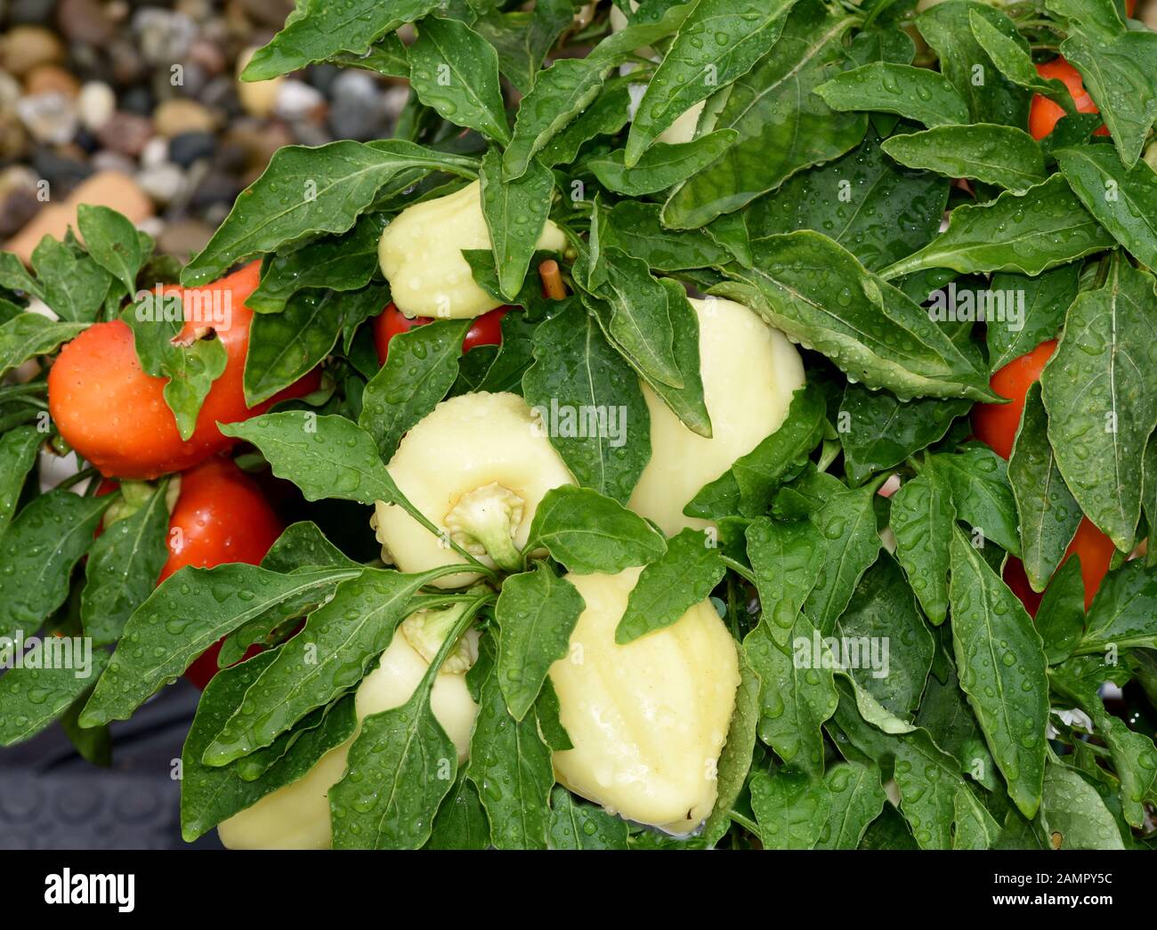 Medusa peppers hires stock photography and images Alamy
