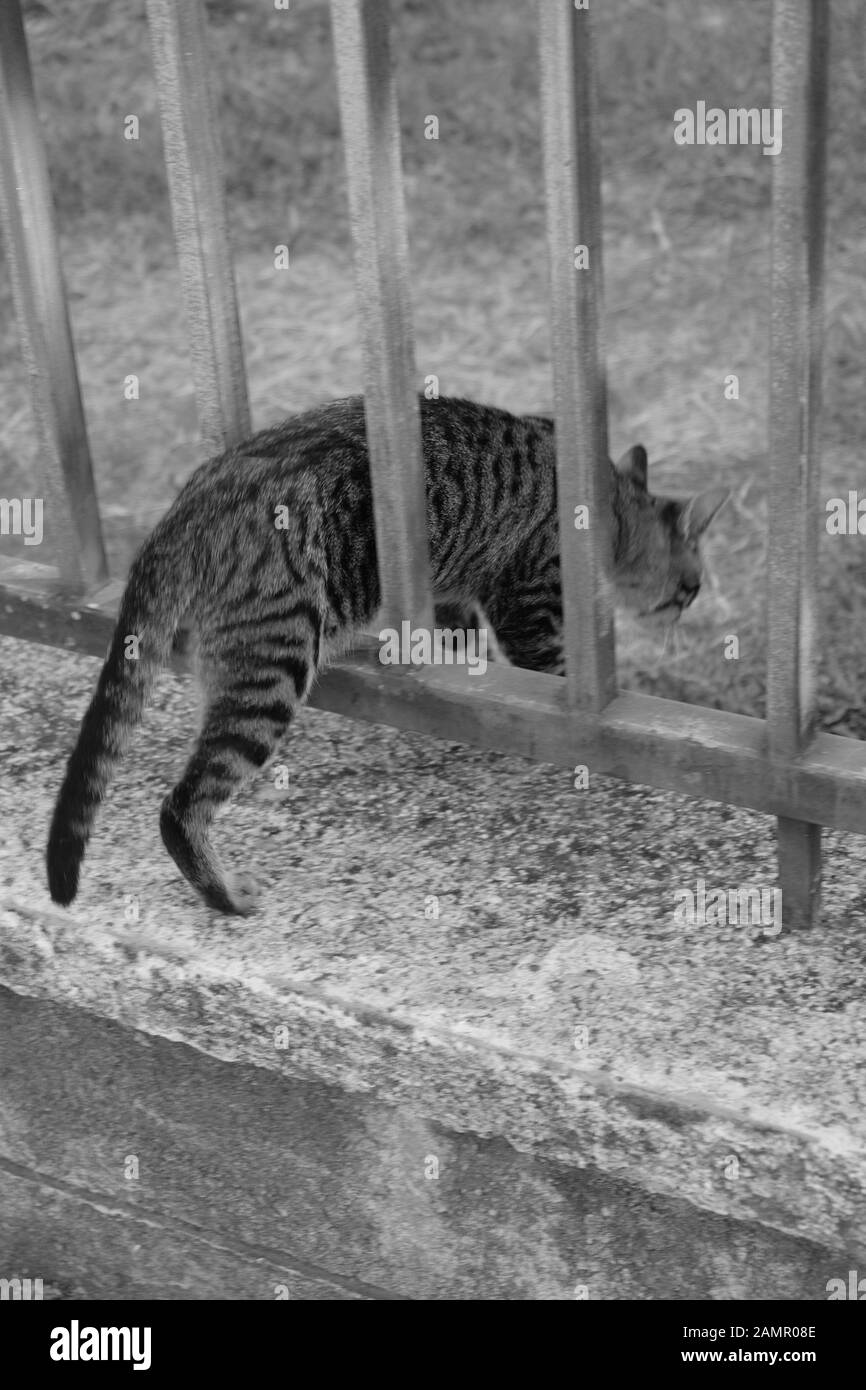 Black cat walking street Black and White Stock Photos & Images - Alamy