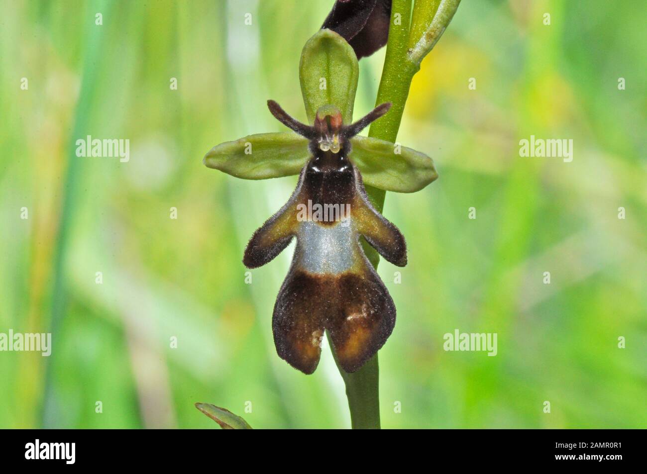 Fly Orchid 'Ophrys insectifera' grows on calcareous soil,flowers May and June,orchid, vulnerable, Wiltshire, UK, Stock Photo