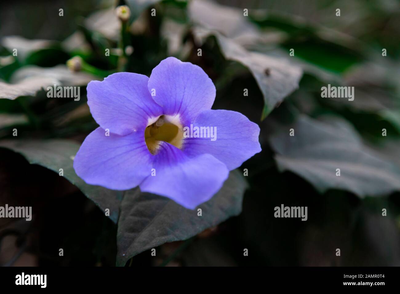 Close up, Beautiful purple Bengal Trumpet or Thunbergia grandiflora decorate. Stock Photo