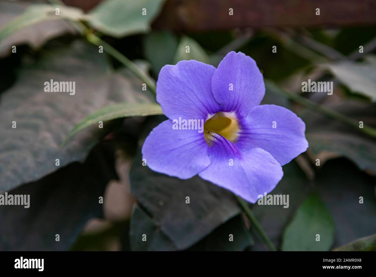 Close up, Beautiful purple Bengal Trumpet or Thunbergia grandiflora decorate. Stock Photo