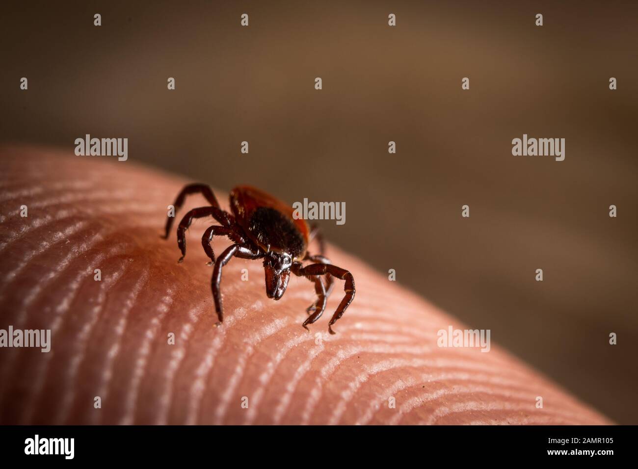 A deer tick crawls across a human finger. Stock Photo