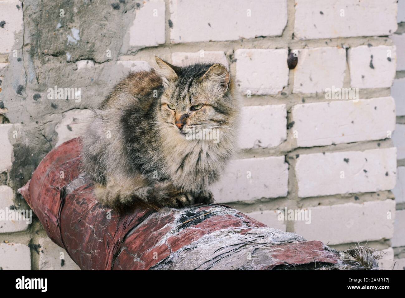 Homeless cat sits on a metal pipe. A lone animal is basking in a pipe. The concept of protection and treatment of sick animals. Stock Photo
