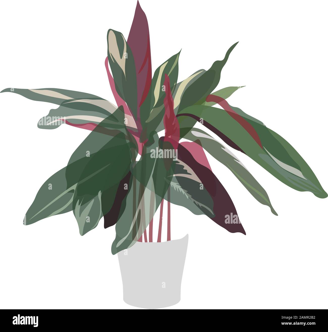 Calathea triostar in pot, isolated flat illustration on white background Stock Photo