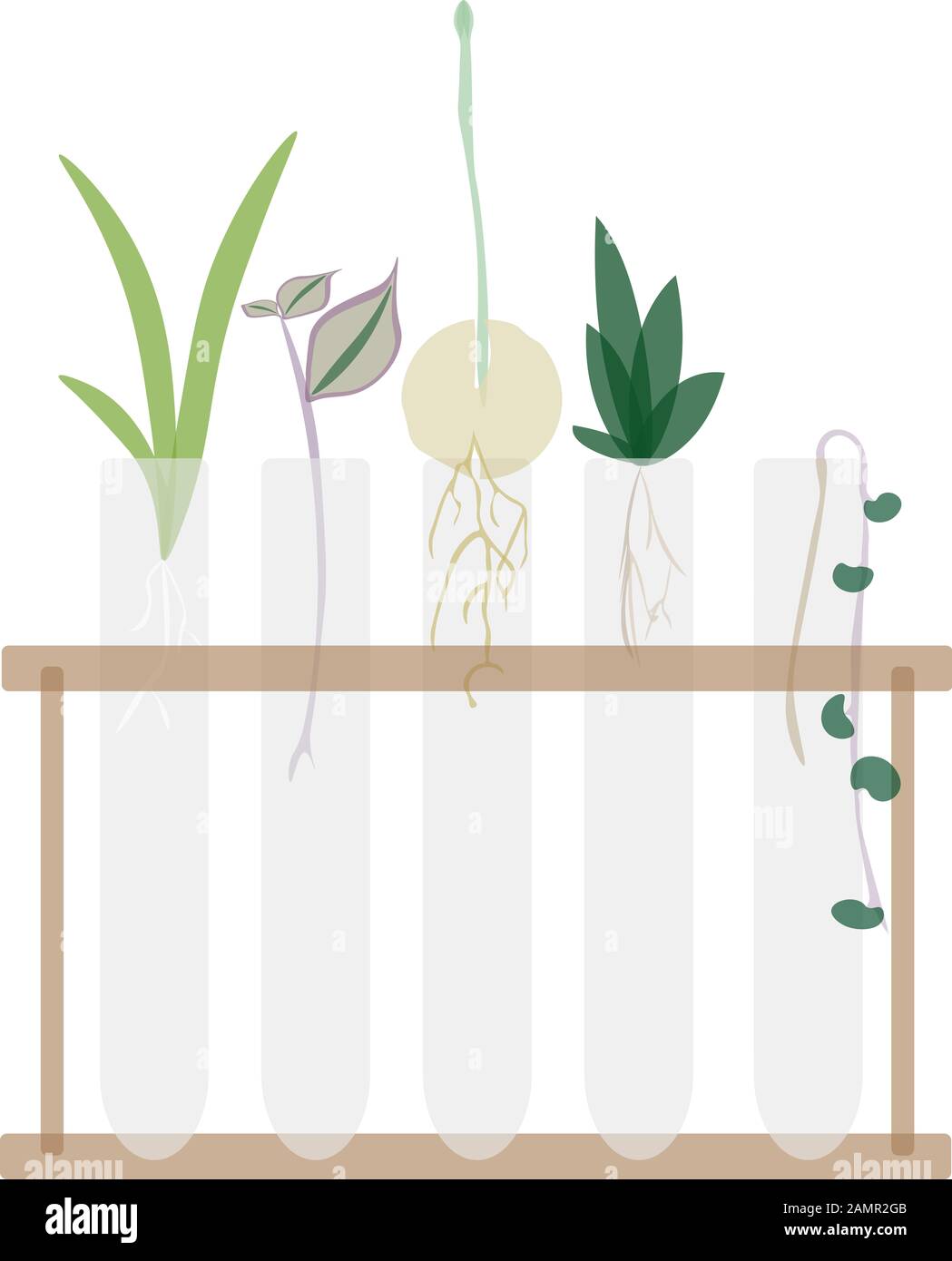 Aloe, wandering jew, avocado, haworthia and string of hearts propagating in test tubes, flat illustration isolated on white background Stock Photo