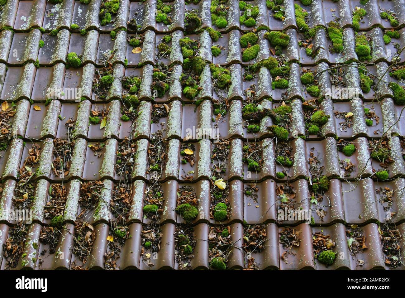 Roof tiles with moss, leaves and twigs on it Stock Photo Alamy