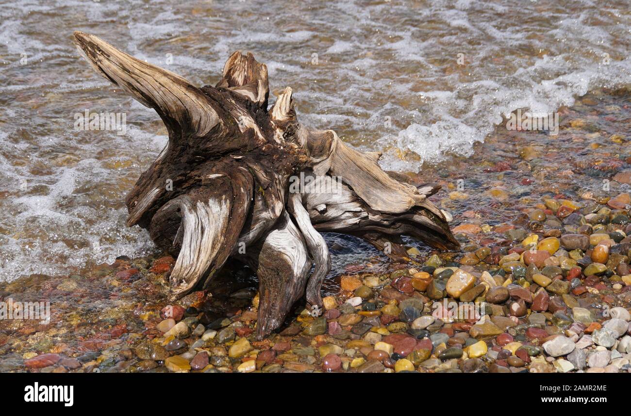An old tree trunk, now driftwood, has landed on the lakeshore of Jackson Lake. Stock Photo