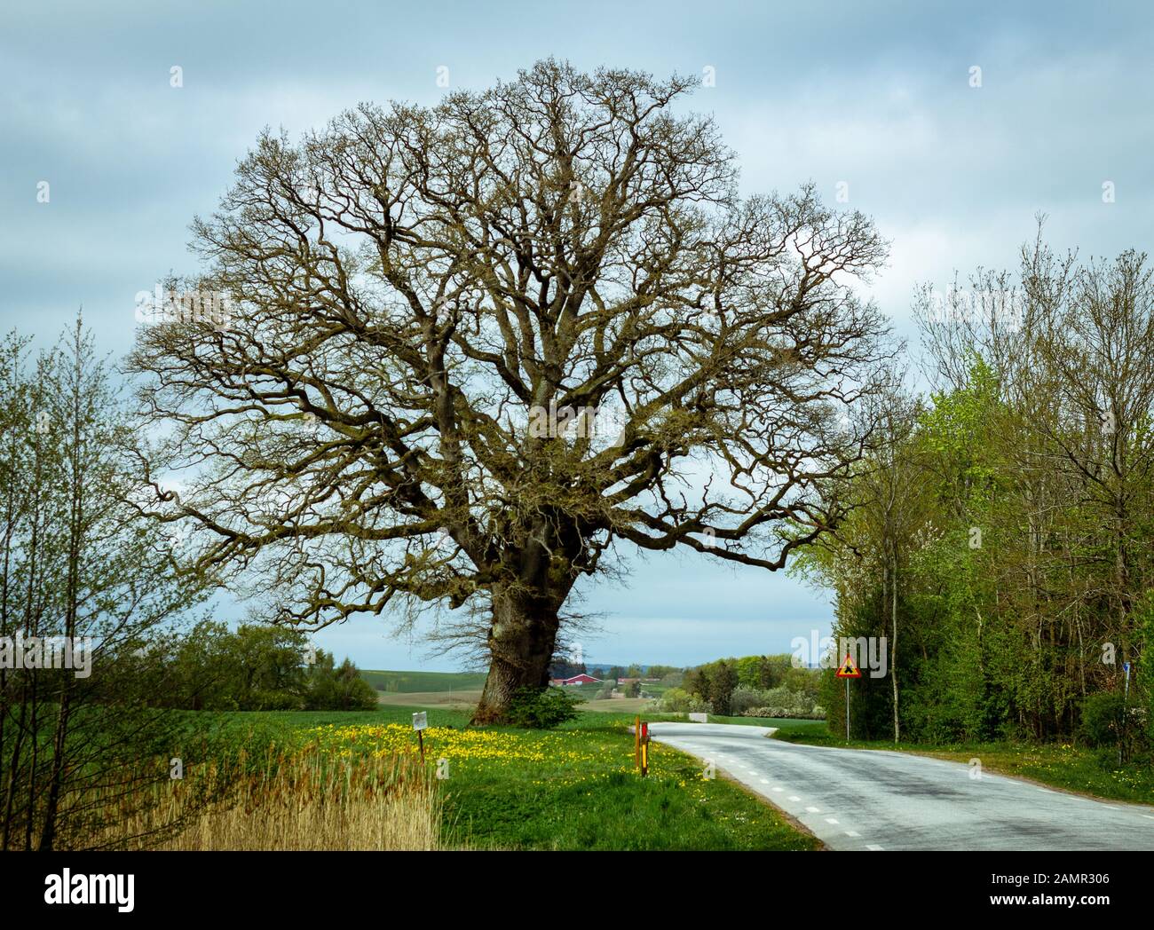 Oak tree without leaves hires stock photography and images Alamy