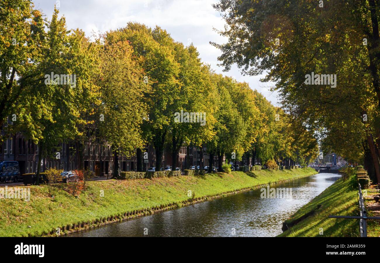 Large trees along the Zuid-Willemsvaart, a street and canal in the Den Bosch city centre, on a sunny day. Stock Photo