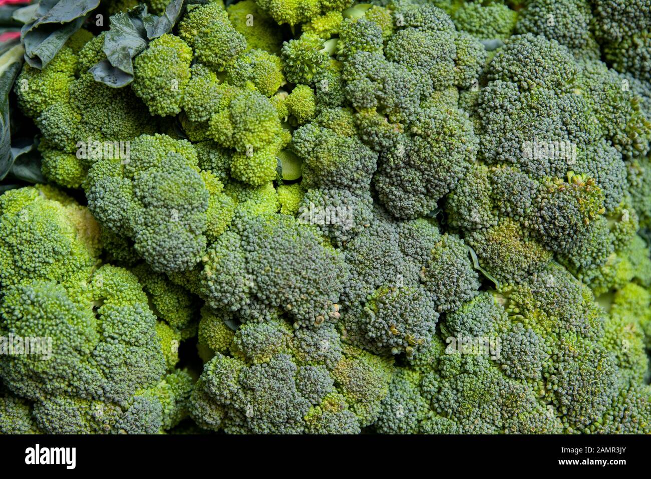 Closeup Organic Broccoli , Brassica oleracea var. italic, in bulk for sale in supermarket Stock Photo