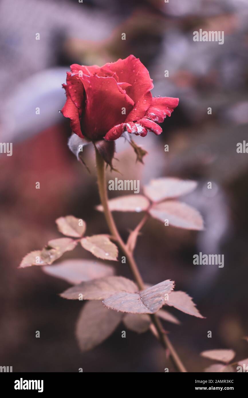 side view of Rose flower photograph Stock Photo