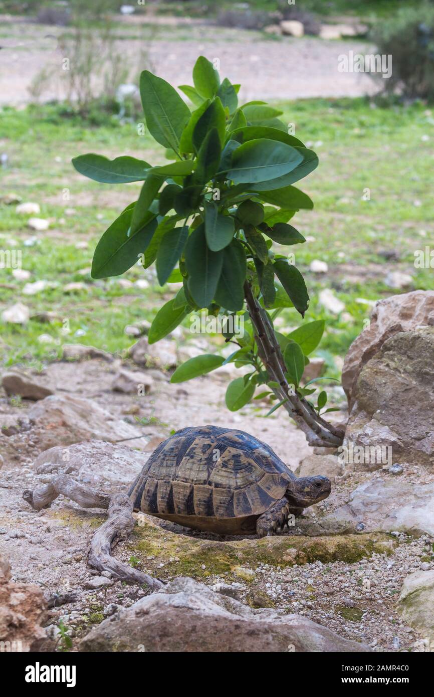 Turtle head flower hi-res stock photography and images - Alamy