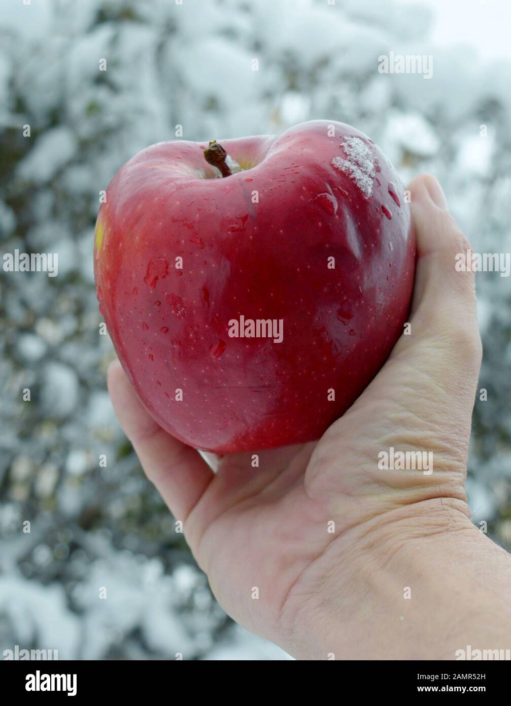 photo with a male hand holding a large ripe red apple on a snowy ...