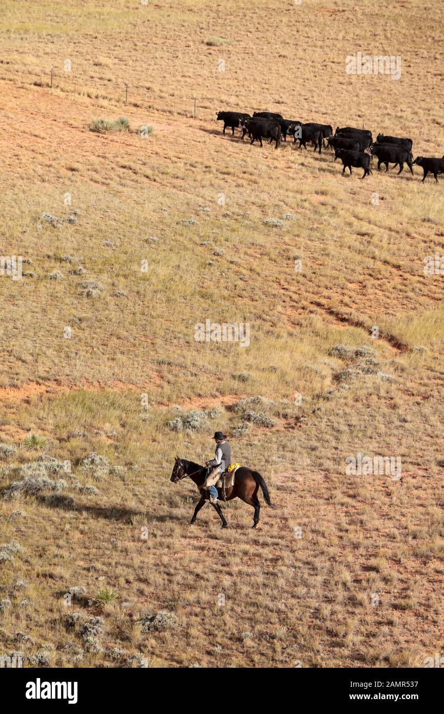 Cowboy working cattle herd on hi-res stock photography and images - Alamy