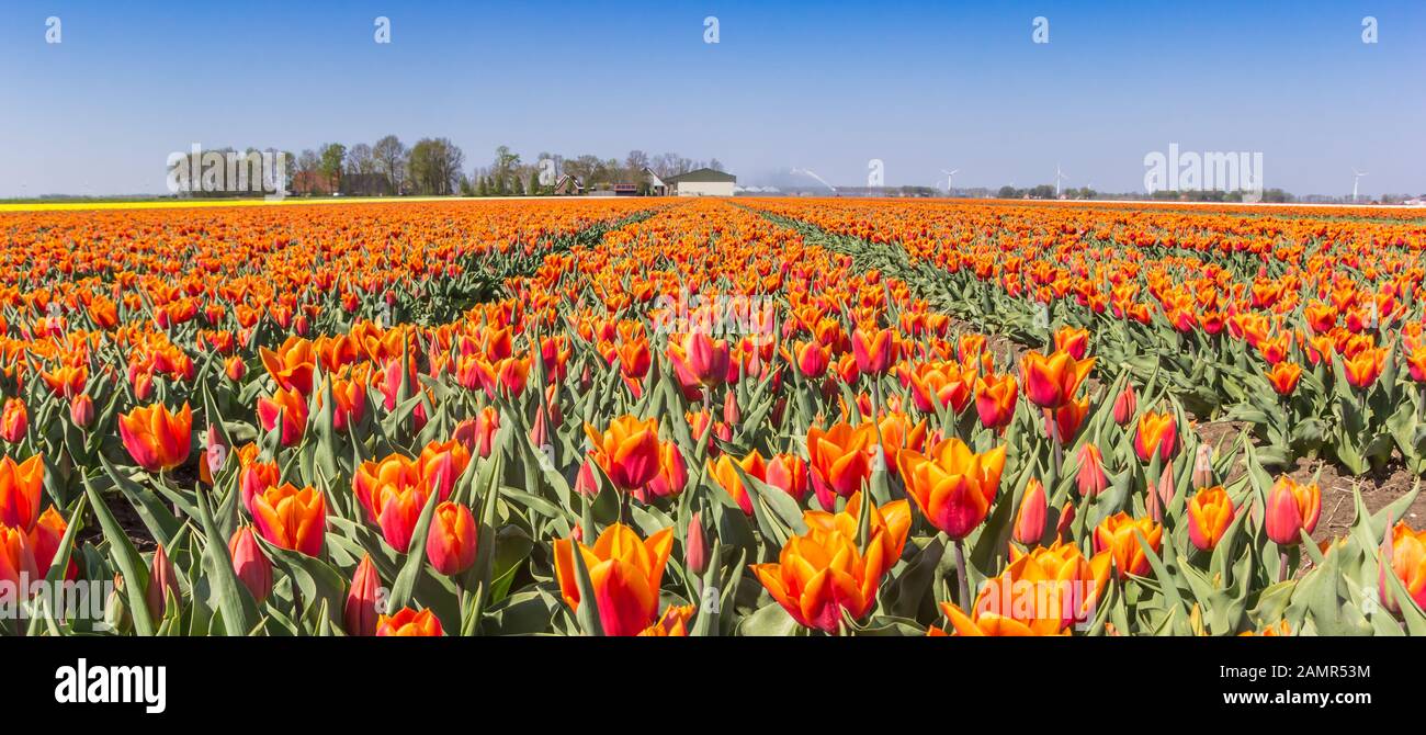 Panorama of orange tulips in Noordoostpolder, Netherlands Stock Photo