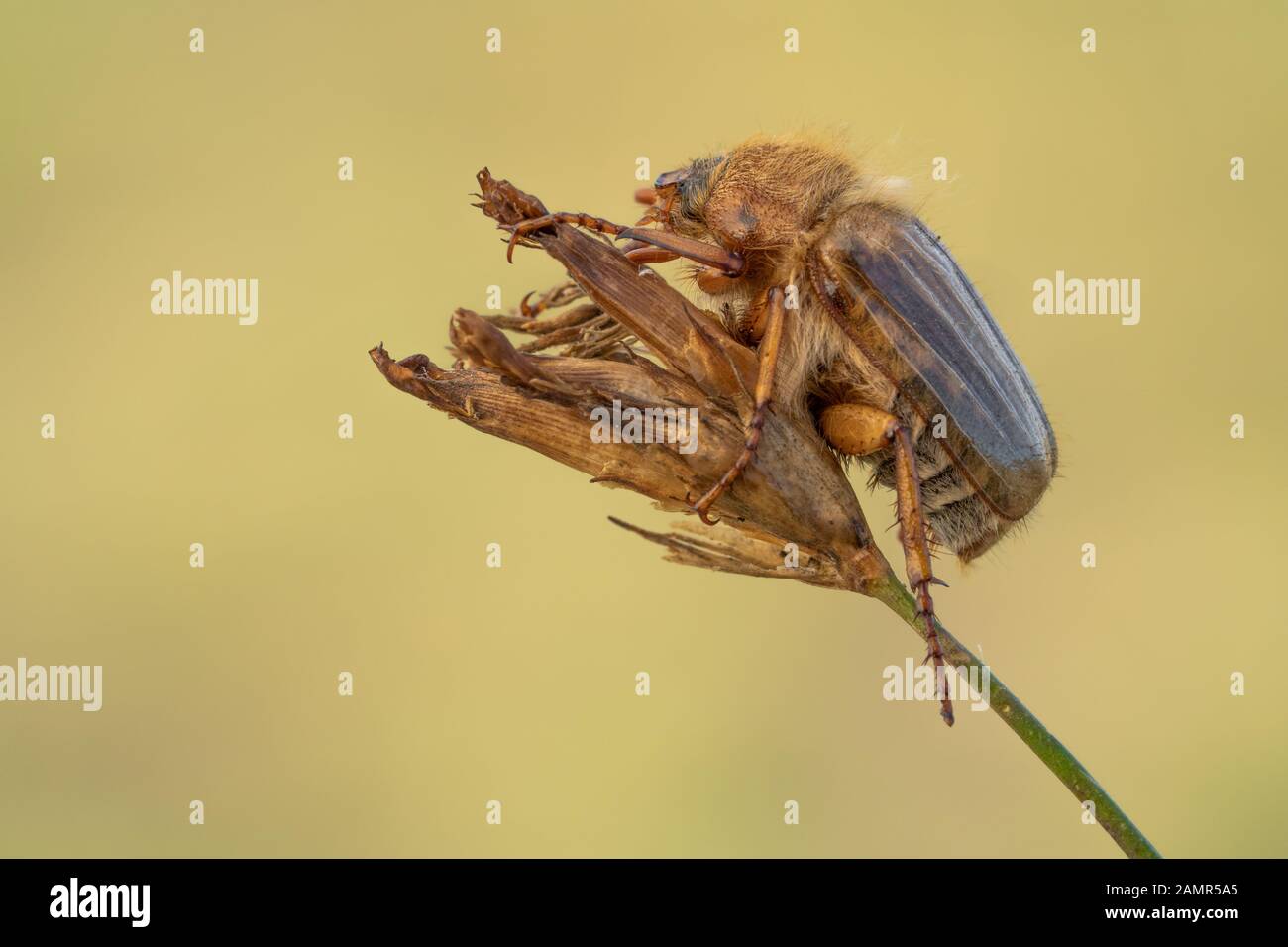 Small June Beetle Amphimallon solstitiale sitting on the plant, in Czech Republic Stock Photo