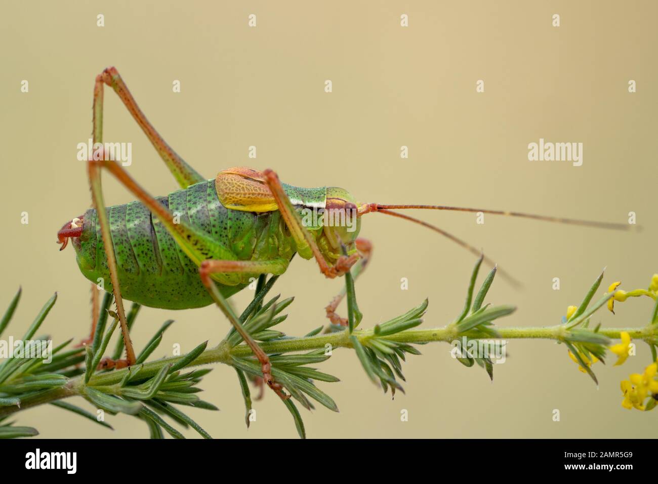 Tailed bush cricket Barbitistes constrictus in Czech Republic Stock Photo