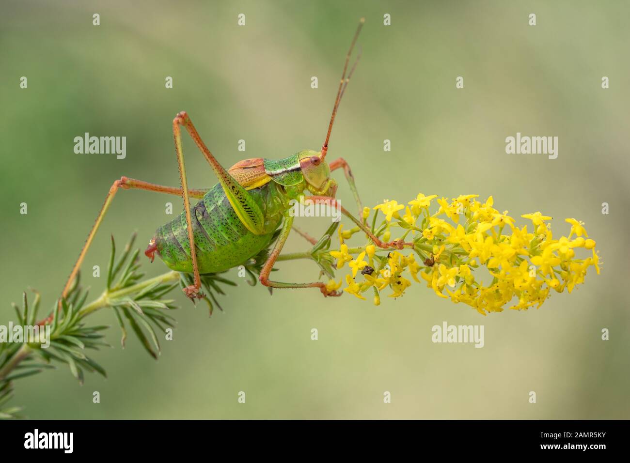 Tailed bush cricket Barbitistes constrictus in Czech Republic Stock Photo