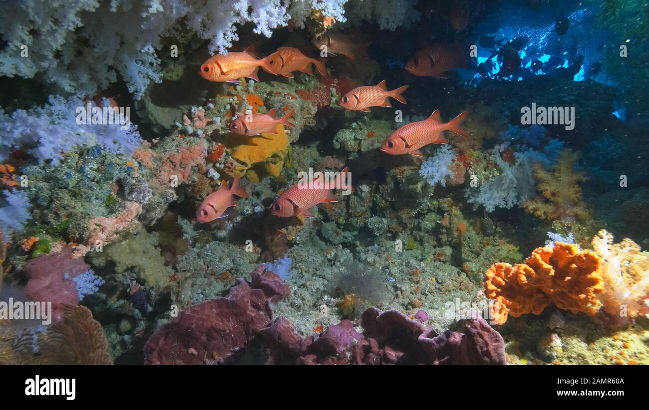 big eyed squirrelfish inside a cave at rainbow reef in fiji Stock Photo