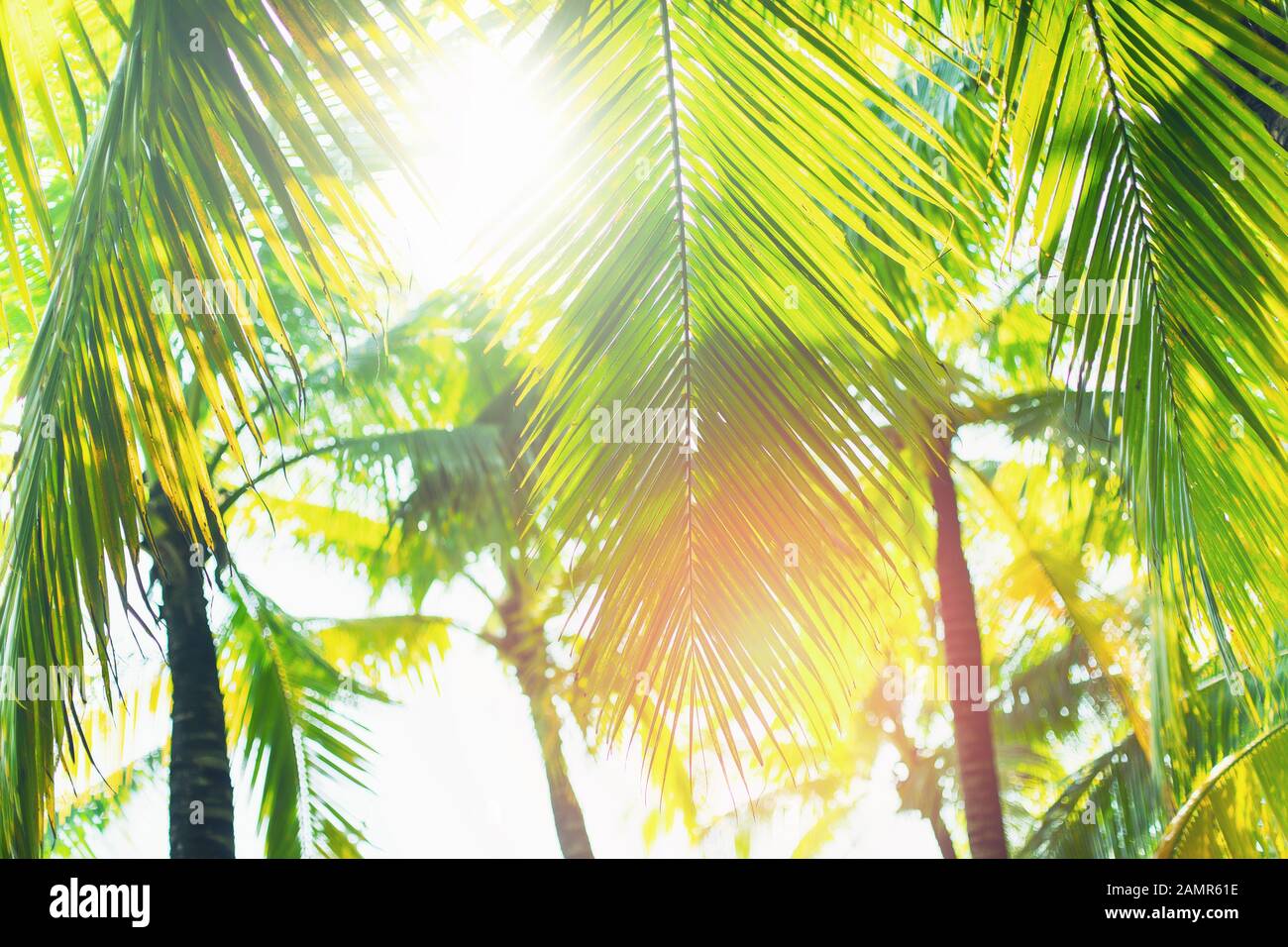 Green palm trees at sunny day on white background Stock Photo - Alamy