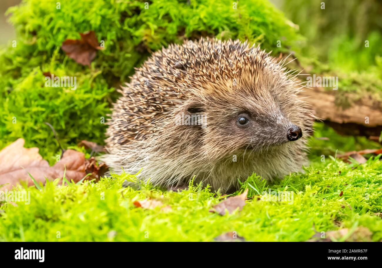 Hedgehog, (Scientific name: Erinaceus europaeus) in natural woodland habitat,  with green moss and Autumn leaves.   Blurred background. Landscape Stock Photo