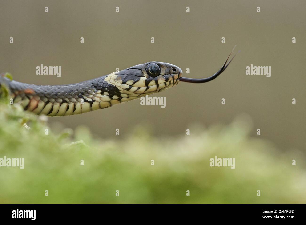 The Grass snake Natrix natrix in Czech Republic Stock Photo
