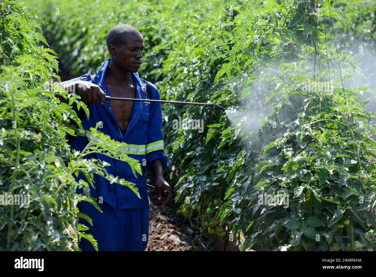 ZAMBIA, Mazabuka, tomato farming, spraying of pesticides and fungicides