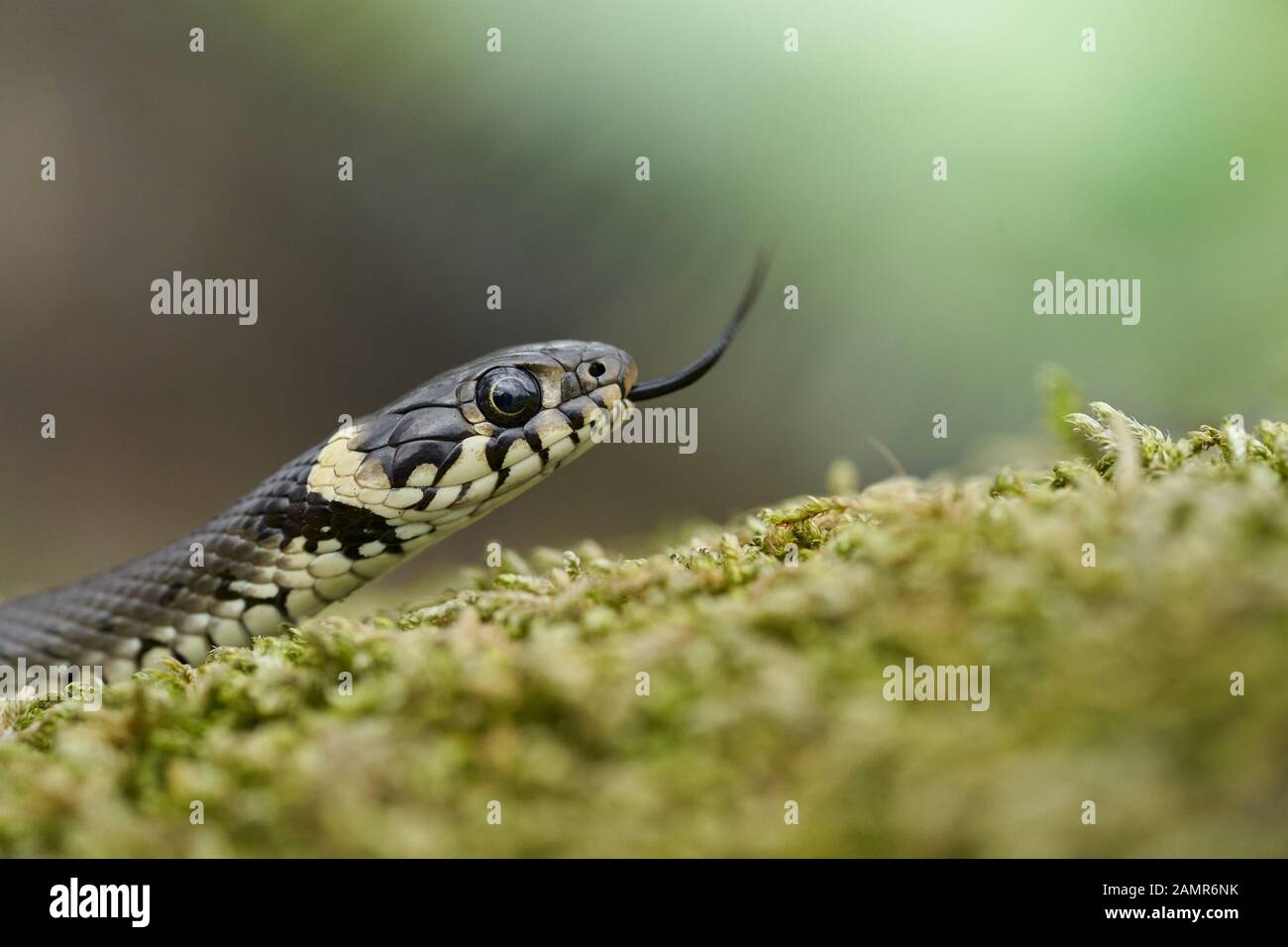 The Grass snake Natrix natrix in Czech Republic Stock Photo