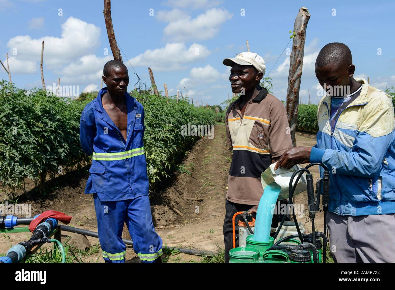 ZAMBIA, Mazabuka, tomato farming, spraying of pesticides and fungicides