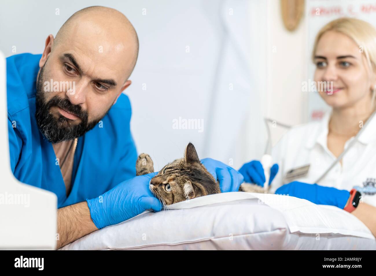 Veterinarians carry through an ultrasound examination of a domestic cat