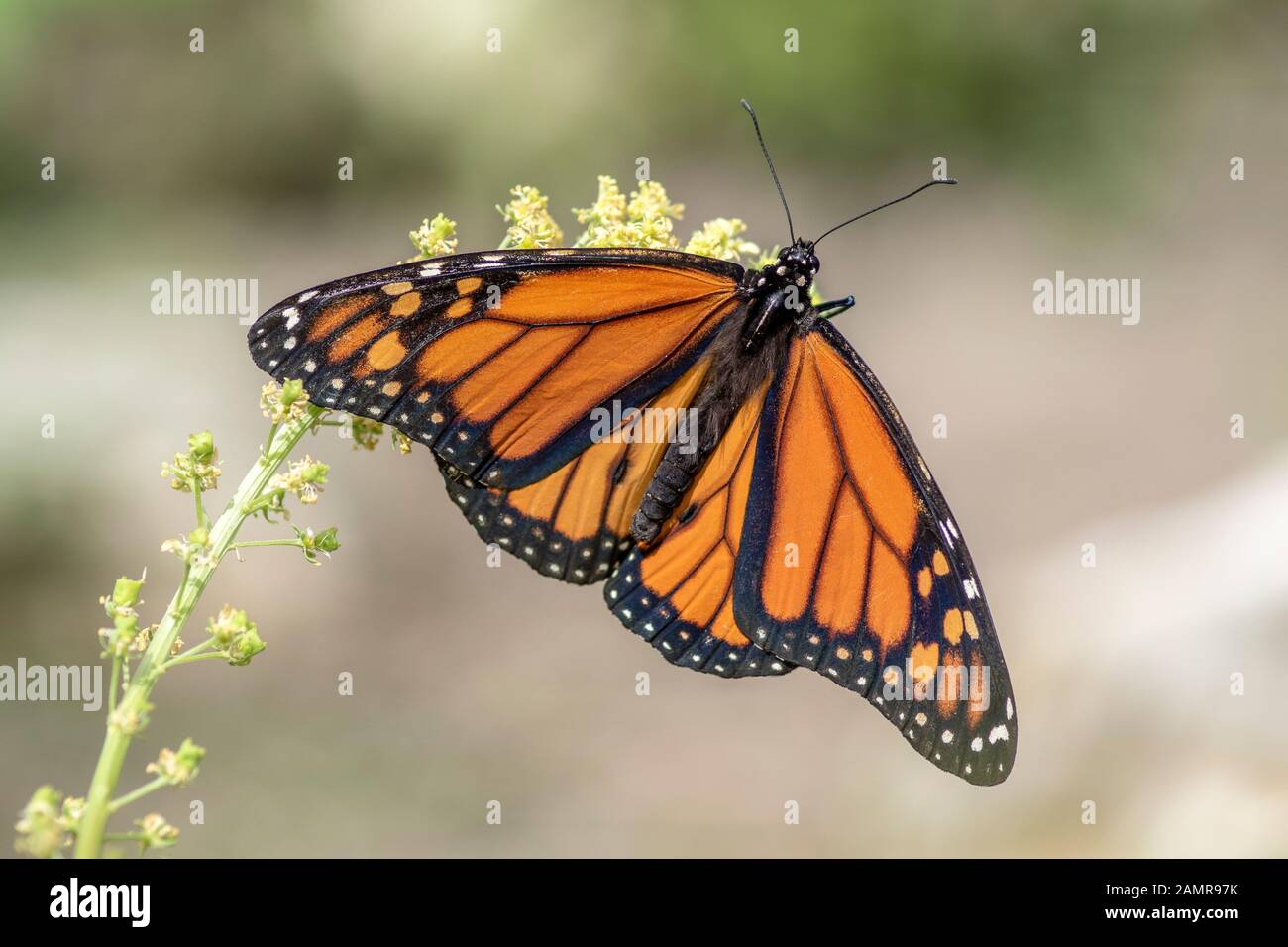 A beautiful monarch butterfly or simply monarch (Danaus plexippus) feeding on white flowers in a Summer garden. Blurry green background. Precious Oran Stock Photo
