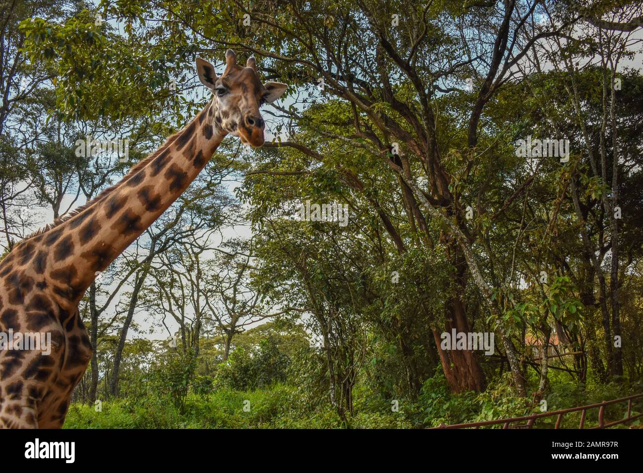 Nairobi/Kenya - December 12th 2019: close up photo of a large rothschild giraffe staring at group of people at Giraffe center in Nairobi. Stock Photo