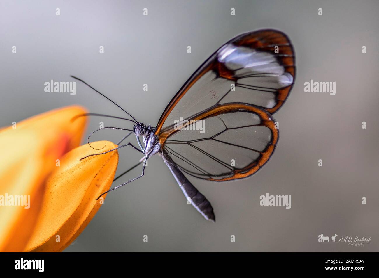 Beautiful Glasswing Butterfly (Greta oto) in a summer garden on a orange flower. In the amazone rainforest in South America. Presious Tropical butterf Stock Photo