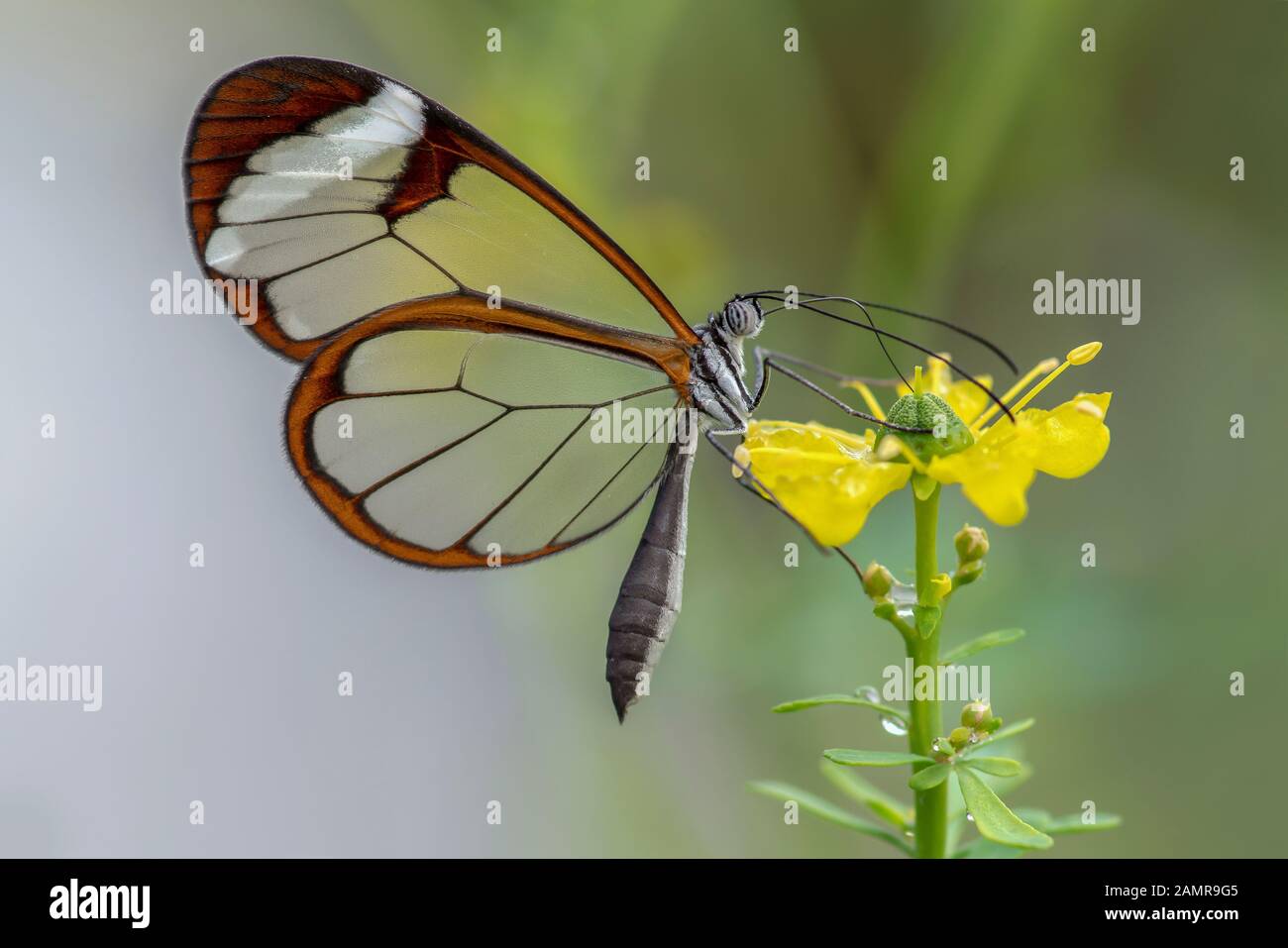 Beautiful Glasswing Butterfly (Greta oto) in a summer garden on a yellow flower. In the amazone rainforest in South America. Presious Tropical butterf Stock Photo