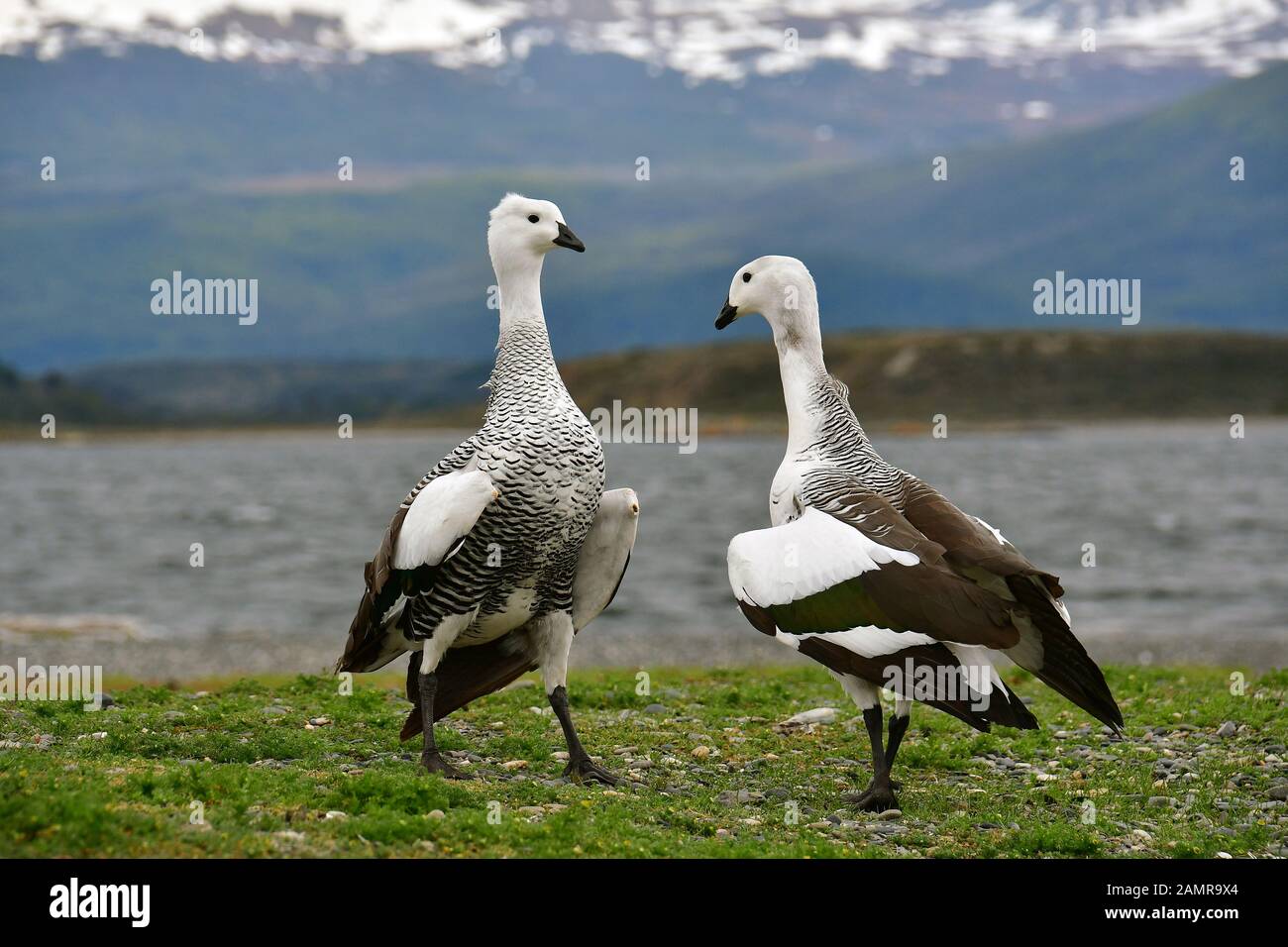 Upland goose or Magellan goose male, Chloephaga picta, Magellangans ...