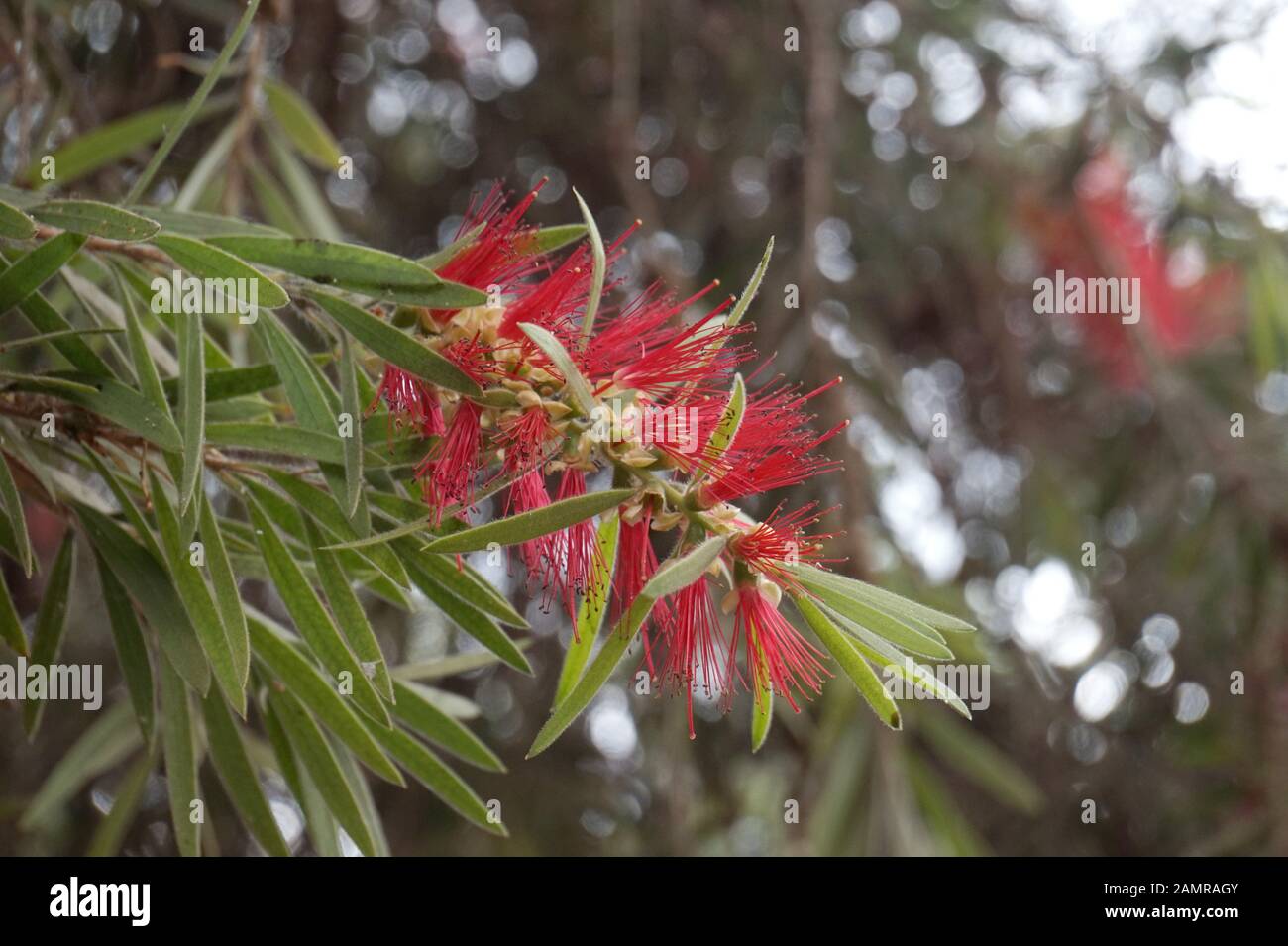 Pohutukawa tree in flower at Maspalomas Botanical Gardens, Gran Canaria Stock Photo