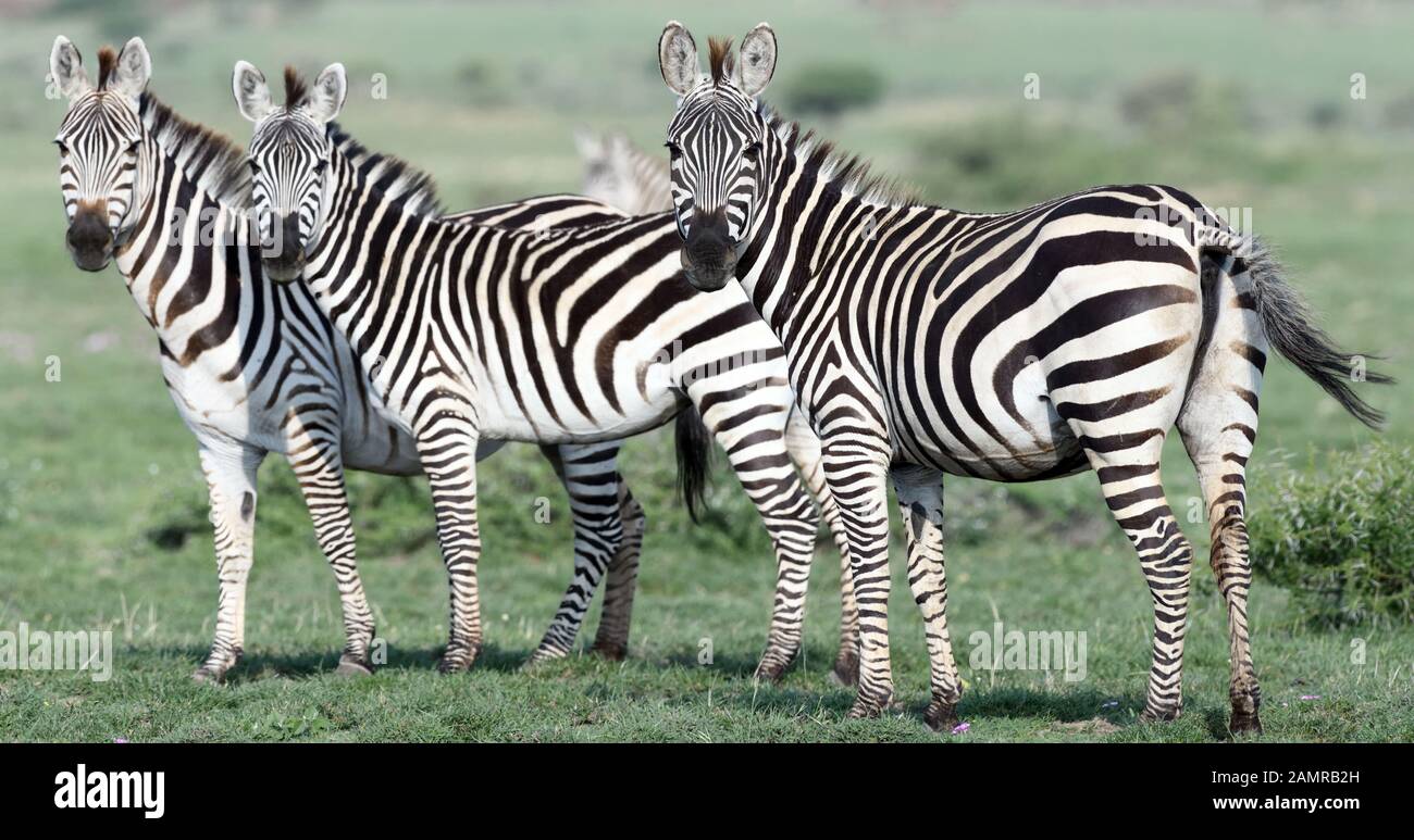 Zebra Alert High Resolution Stock Photography and Images - Alamy