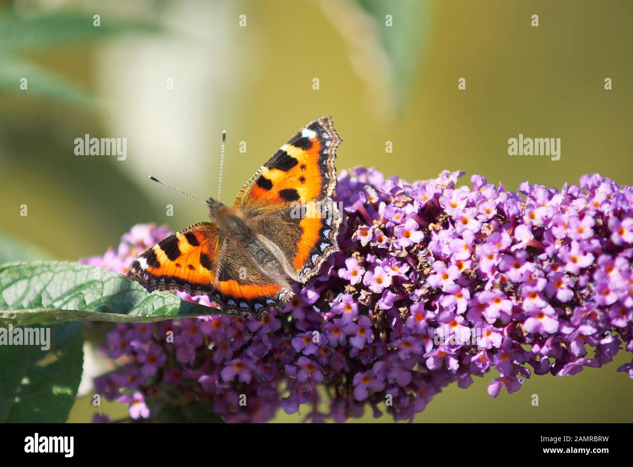 Red Admiral butterfly feasting on a Buddleia plant in front of a blurred, green background Stock Photo