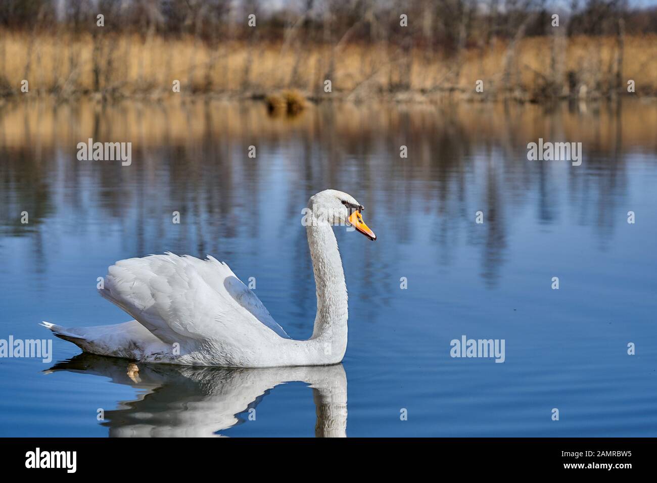 The white mute swan Cygnus olor in Czech Republic Stock Photo