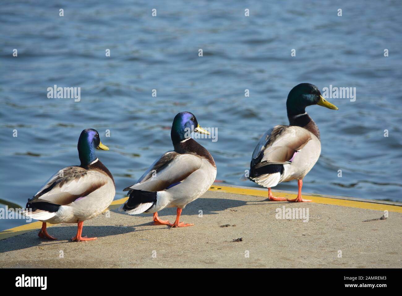 Ducks walking in line Stock Photo