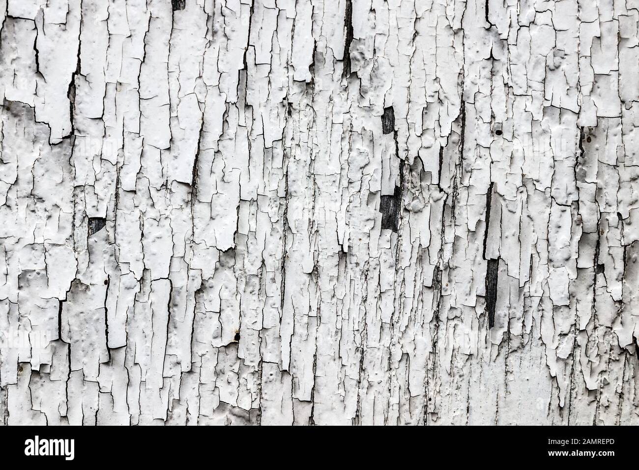 Texture with irregular pattern of white paint flakes peeling off an old
