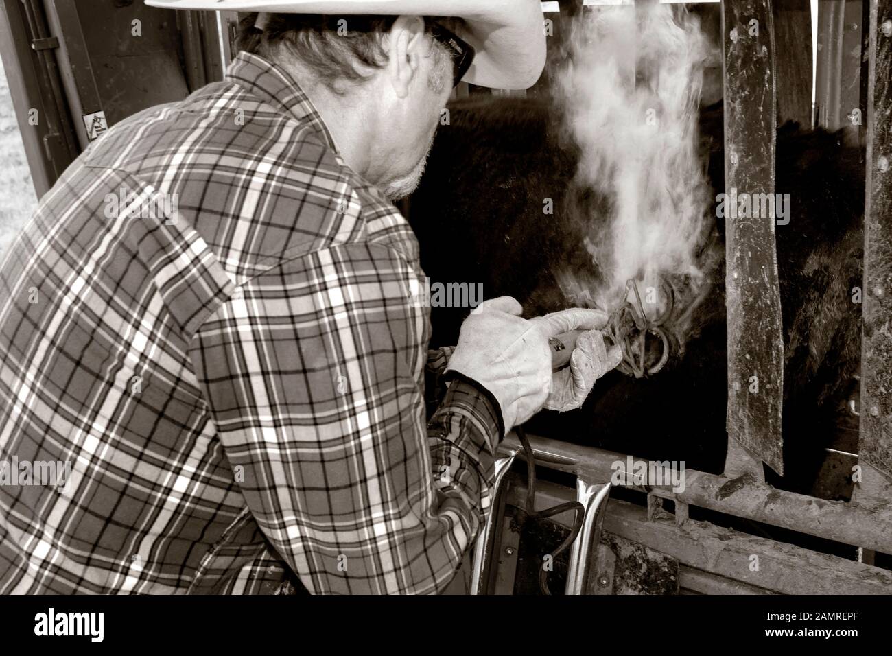 WY010400BW...WYoming Branding cattle with an electric branding iron