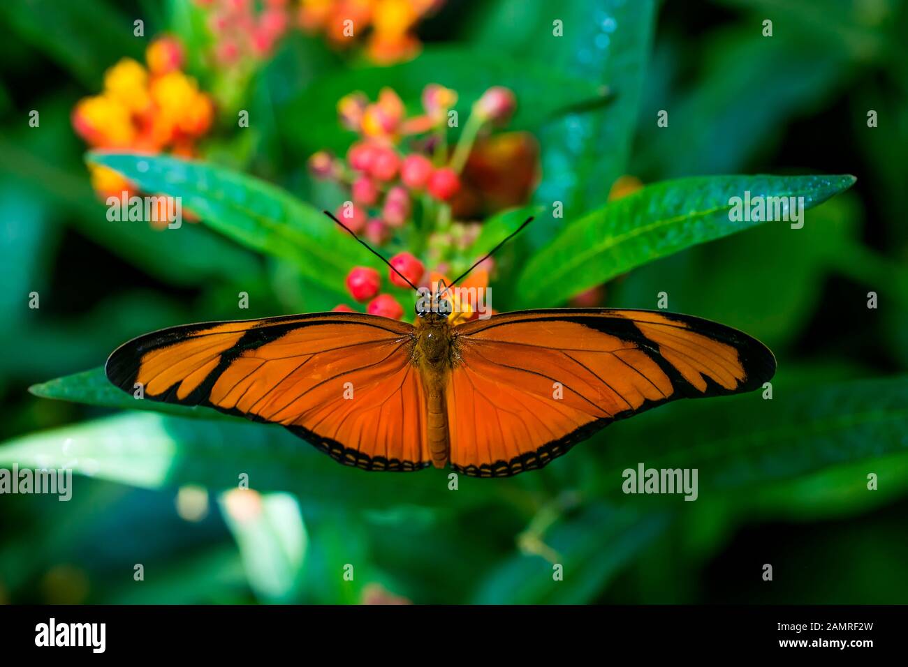 Butterly on flower Stock Photo